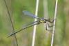 Lestes dryas